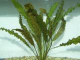 Akváriumi növények - Aponogeton crispus  Fodros levelű vízi kalász